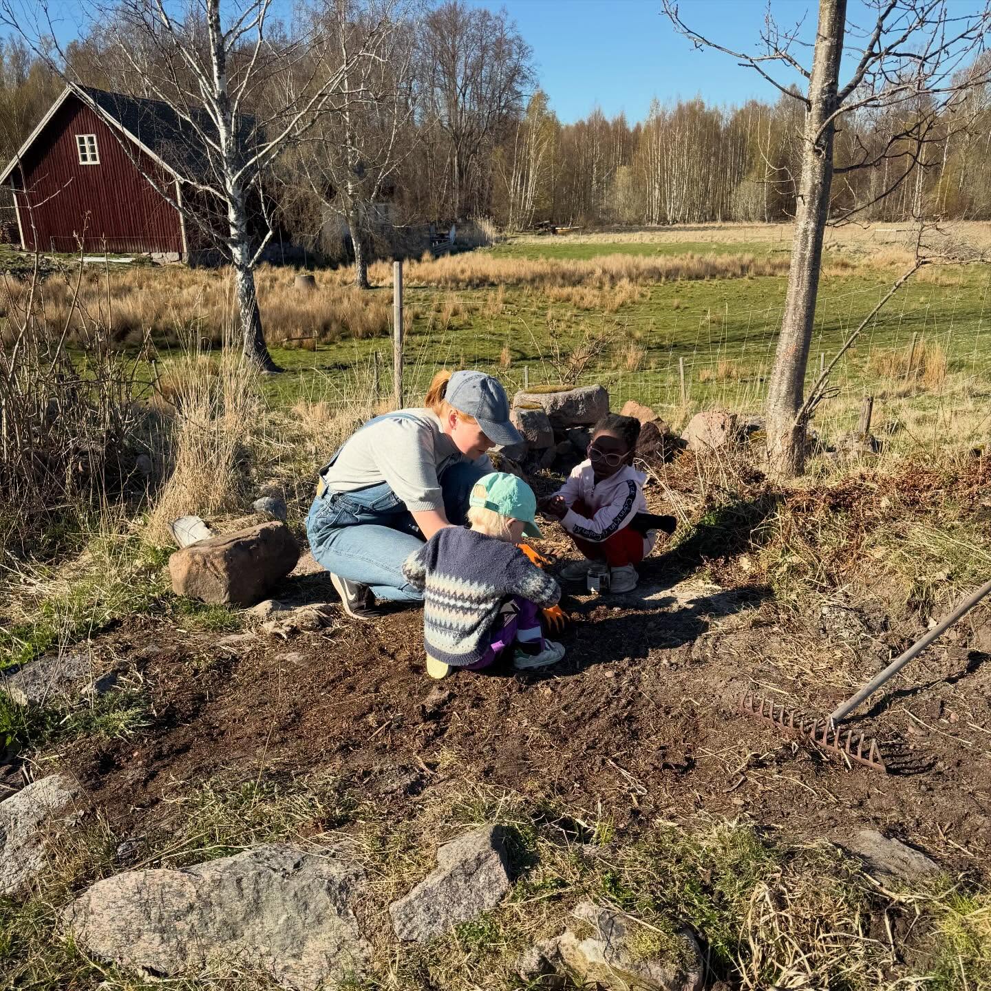 I år odlar vi potatisen i köksträdgården som är inhägnad istället för i den här gamla husgrunden där vi haft potatisen tidigare. Förra året var det någon som bökade runt bland potatisen framåt sensommaren så hoppas på bättre skörd när den får växa i fred. Så nu får vi odla något annat i ”gamla husgrunden” så den inte växer igen. Har inte helt bestämt vad än men blir troligtvis bondbönor och blommor. 

”Jag kan själv mamma”. 

Är det här den viktigaste kunskapen jag kan ge mina barn? Eller borde jag lära dem om NATO och olika energisystem istället… 🤔

/J